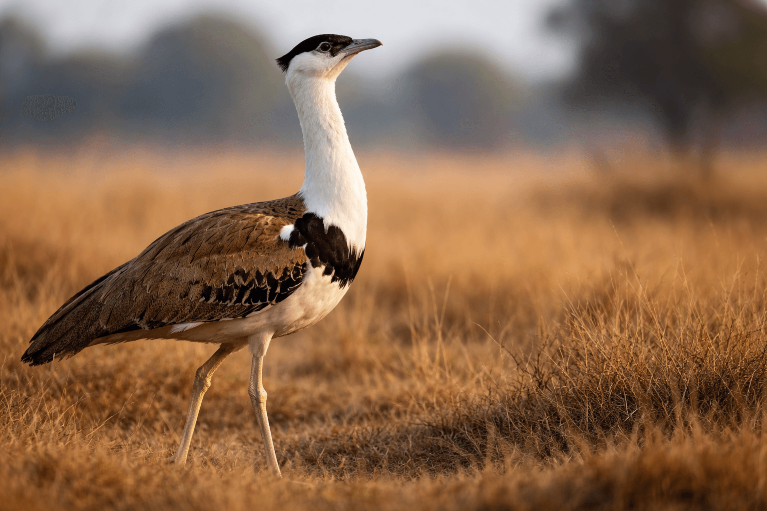 ChatGPT Image Jan 22, 2026, 11_25_27 AM.png