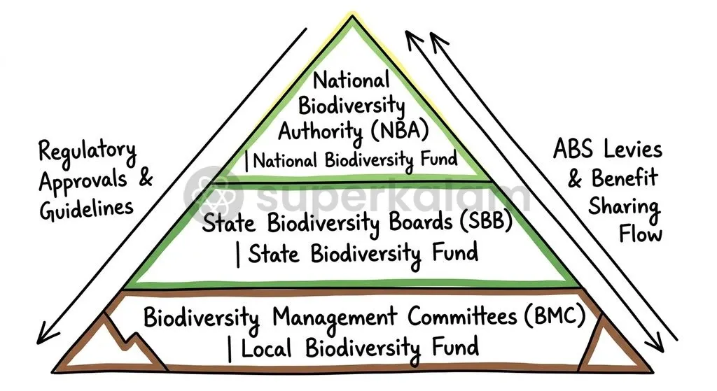 The three-tier institutional architecture of the Biological Diversity Act, 2002 links national oversight with village-level conservation funds.