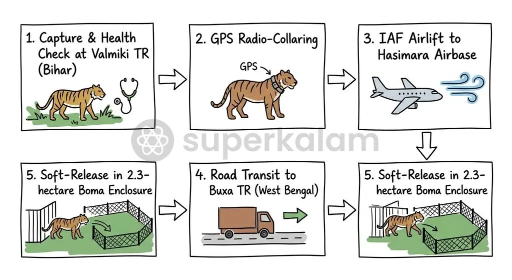 The multi-stage translocation process of Tigress T138 from Valmiki Tiger Reserve in Bihar to Buxa Tiger Reserve in West Bengal.