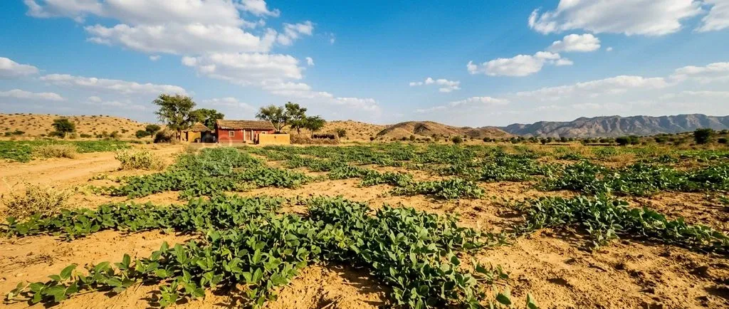 Resilient moth bean crops provide a vital buffer against prolonged dry spells in drought-prone arid regions.