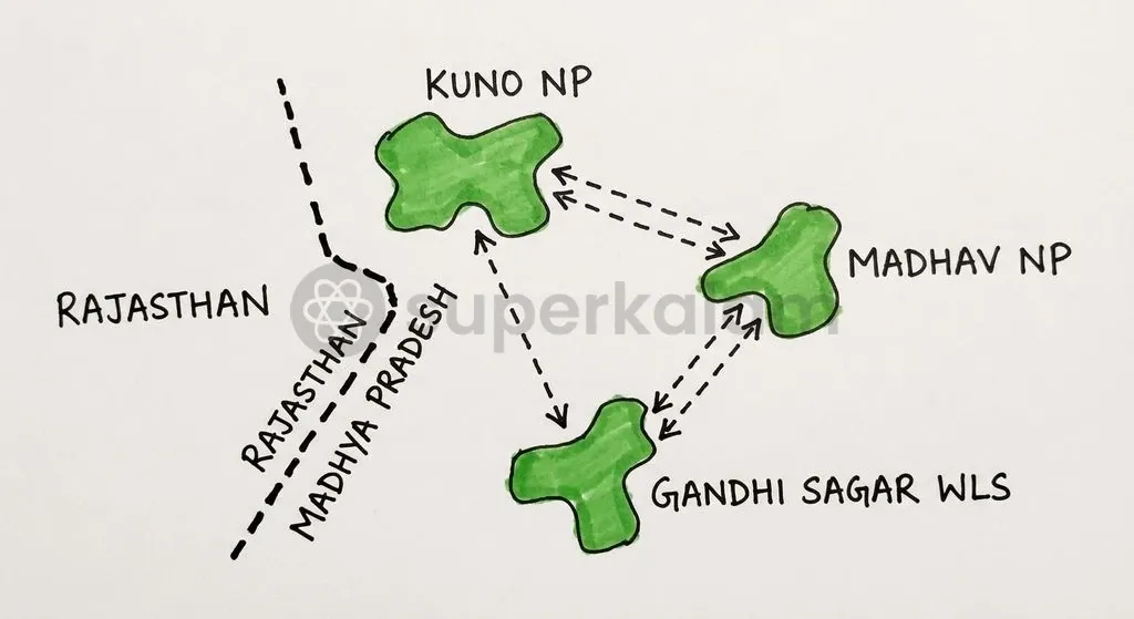 Connecting Kuno National Park with Gandhi Sagar Wildlife Sanctuary and Madhav National Park establishes a multi-reserve landscape.