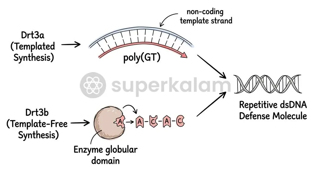 Drt3a copies an ncRNA template while Drt3b performs template-free synthesis, producing complementary strands that pair into repetitive antiphage DNA.