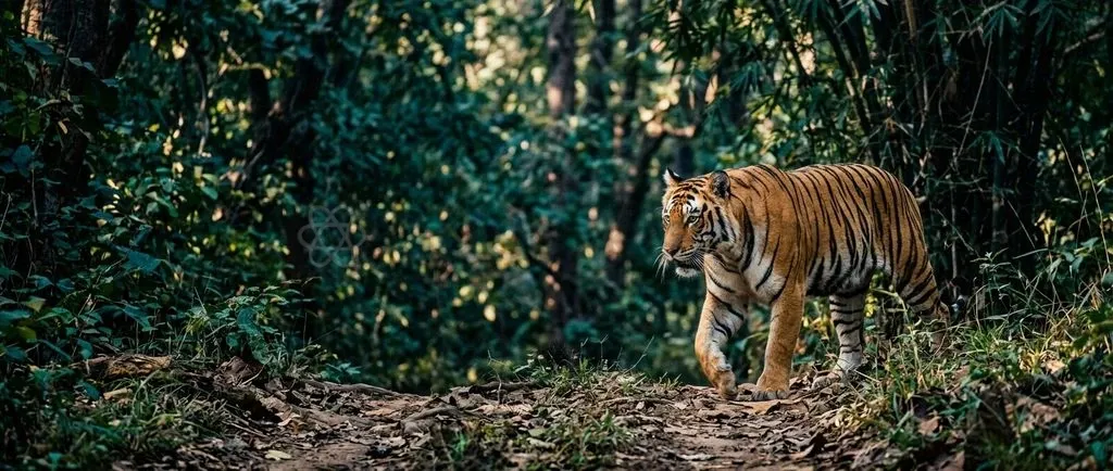 India's tiger reserves require robust administrative governance and ecological management alongside species protection.