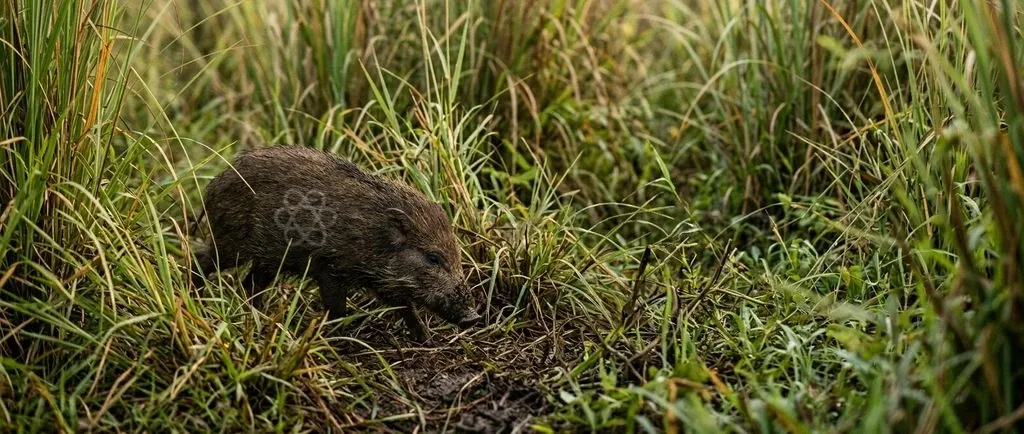 The Endangered Pygmy Hog (Porcula salvania) serves as an essential indicator species for the health and structural integrity of Terai alluvial grasslands.