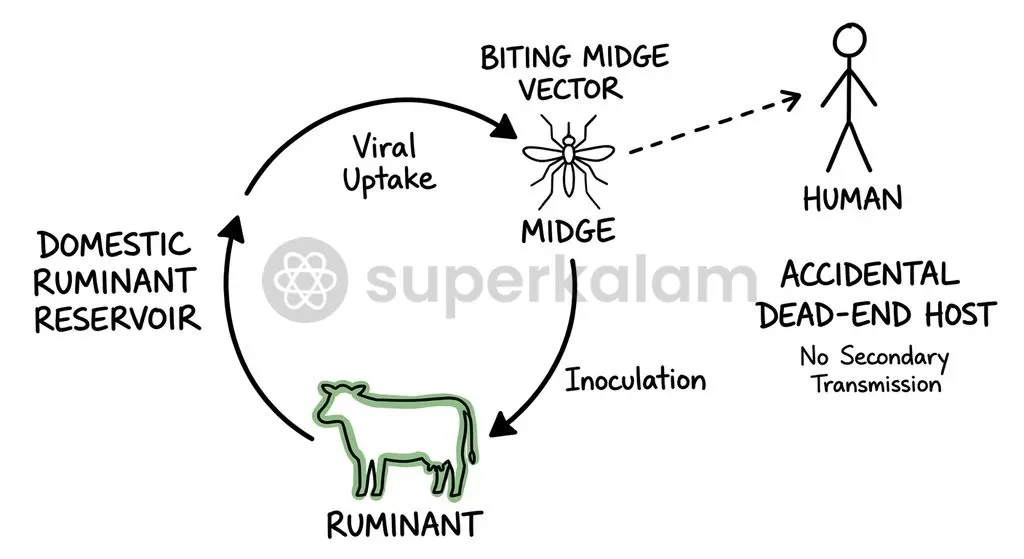 The transmission cycle relies on Culicoides midges and ruminants, leaving humans as dead-end hosts incapable of onward transmission.