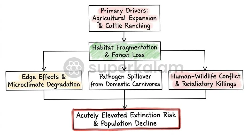 Interconnected anthropogenic and biological pressures driving range contractions in range-restricted small felids.